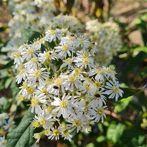 Olearia lirata at O'Malley, ACT - 1 Oct 2024 04:17 PM