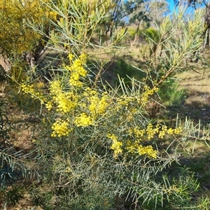 Acacia boormanii at O'Malley, ACT - 1 Oct 2024 03:48 PM