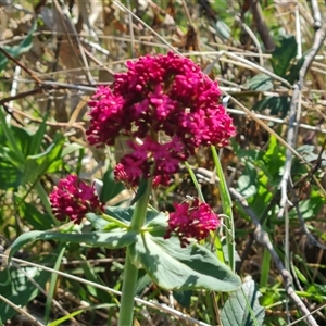 Centranthus ruber at O'Malley, ACT - 1 Oct 2024 03:41 PM