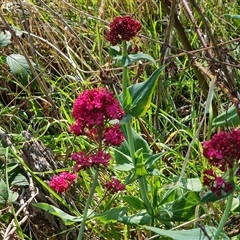 Centranthus ruber at O'Malley, ACT - 1 Oct 2024 03:41 PM