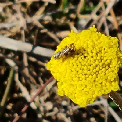 Austrotephritis poenia (Australian Fruit Fly) at O'Malley, ACT - 1 Oct 2024 by Mike