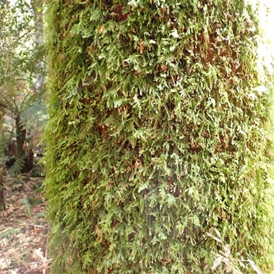 Polyphlebium venosum (Veined Bristle-fern) at Knights Hill, NSW - 1 Oct 2024 by plants