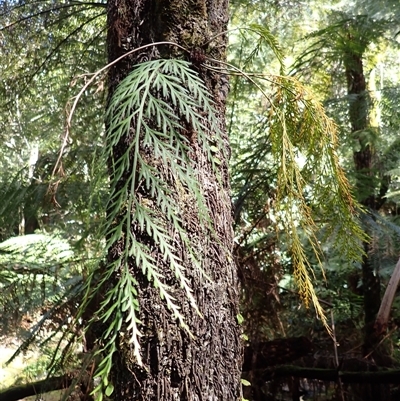 Asplenium flaccidum subsp. flaccidum (Weeping Spleenwort) at Knights Hill, NSW - 1 Oct 2024 by plants