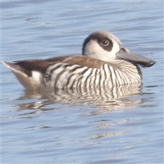 Malacorhynchus membranaceus (Pink-eared Duck) at Lake Bathurst, NSW - 1 Oct 2024 by MatthewFrawley