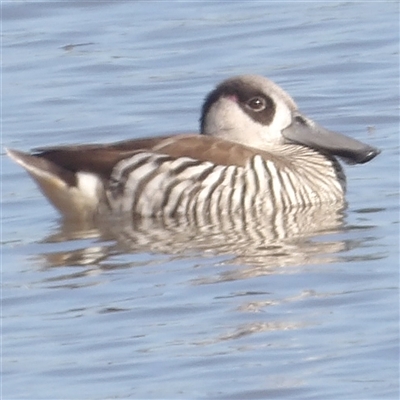 Malacorhynchus membranaceus (Pink-eared Duck) at Lake Bathurst, NSW - 1 Oct 2024 by MatthewFrawley