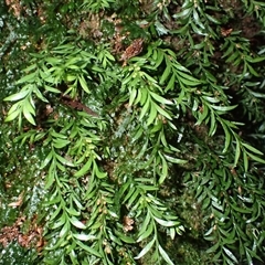 Tmesipteris parva (Small Fork Fern) at Knights Hill, NSW - 1 Oct 2024 by plants