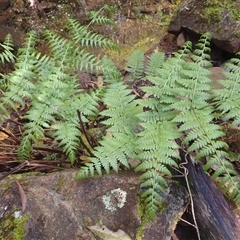 Diplazium australe (Austral Lady Fern) at Knights Hill, NSW - 1 Oct 2024 by plants