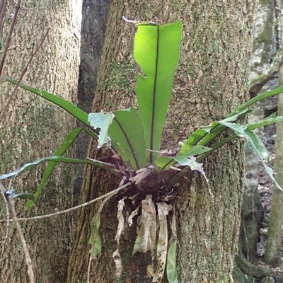 Asplenium australasicum (Bird's Nest Fern, Crow's Nest Fern) at Knights Hill, NSW - 1 Oct 2024 by plants