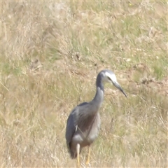 Egretta novaehollandiae (White-faced Heron) at Lake Bathurst, NSW - 1 Oct 2024 by MatthewFrawley