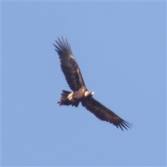 Aquila audax (Wedge-tailed Eagle) at Lake Bathurst, NSW - 30 Sep 2024 by MatthewFrawley