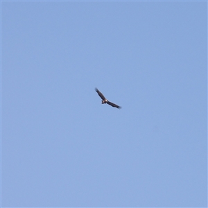 Aquila audax at Lake Bathurst, NSW - 1 Oct 2024