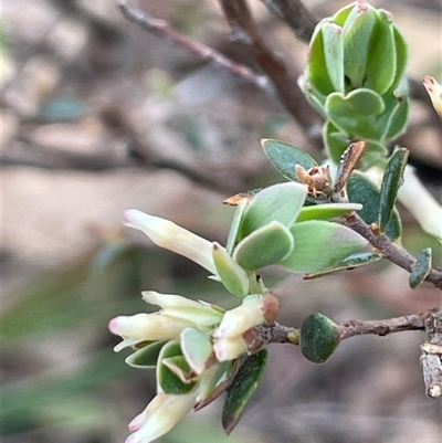 Brachyloma daphnoides (Daphne Heath) at Mount Fairy, NSW - 30 Sep 2024 by JaneR