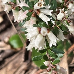 Cryptandra amara (Bitter Cryptandra) at Mount Fairy, NSW - 30 Sep 2024 by JaneR