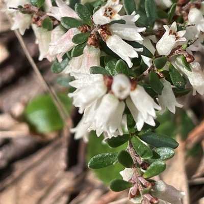 Cryptandra amara (Bitter Cryptandra) at Mount Fairy, NSW - 30 Sep 2024 by JaneR