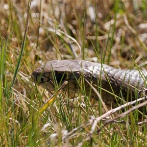 Pseudonaja textilis at Fyshwick, ACT - 1 Oct 2024