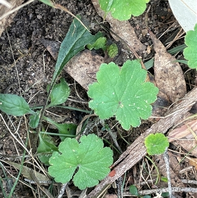 Hydrocotyle laxiflora (Stinking Pennywort) at Mount Fairy, NSW - 30 Sep 2024 by JaneR