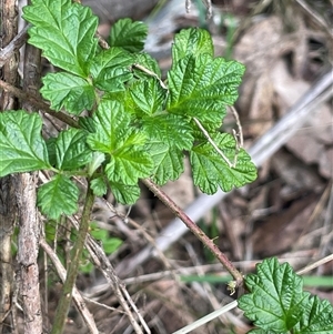 Rubus parvifolius at Mount Fairy, NSW - 30 Sep 2024