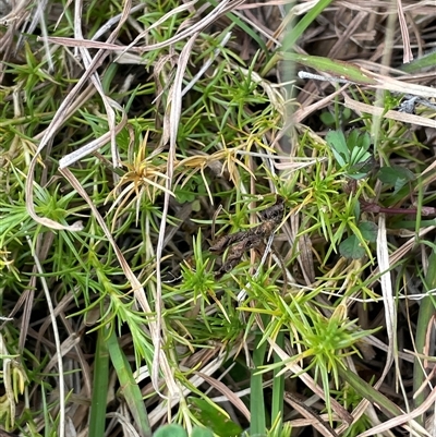 Stellaria pungens (Prickly Starwort) at Mount Fairy, NSW - 30 Sep 2024 by JaneR