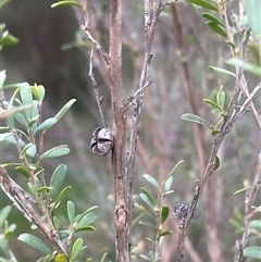 Leptospermum obovatum (River Tea Tree) at Mount Fairy, NSW - 30 Sep 2024 by JaneR