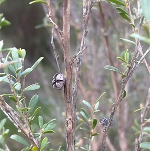 Leptospermum obovatum at Mount Fairy, NSW - 30 Sep 2024