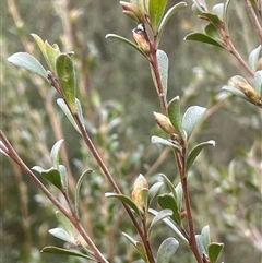 Leptospermum obovatum at Mount Fairy, NSW - 30 Sep 2024