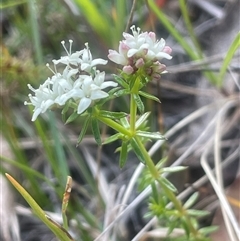 Asperula conferta (Common Woodruff) at Mount Fairy, NSW - 30 Sep 2024 by JaneR