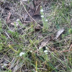 Asperula conferta at Mount Fairy, NSW - 30 Sep 2024 02:56 PM