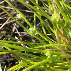 Isolepis gaudichaudiana (Benambra Club-sedge) at Mount Fairy, NSW - 30 Sep 2024 by JaneR