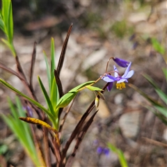 Stypandra glauca (Nodding Blue Lily) at Bungonia, NSW - 1 Oct 2024 by MatthewFrawley