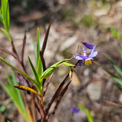 Stypandra glauca (Nodding Blue Lily) at Bungonia, NSW - 1 Oct 2024 by MatthewFrawley