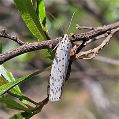 Utetheisa (genus) (A tiger moth) at Bungonia, NSW - 1 Oct 2024 by MatthewFrawley