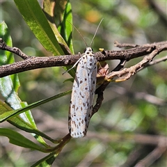 Utetheisa (genus) at Bungonia, NSW - 1 Oct 2024