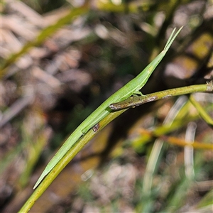 Unidentified at suppressed - 1 Oct 2024