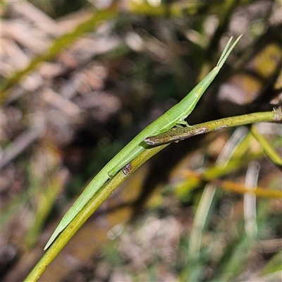 Psednura pedestris at Bungonia, NSW - 1 Oct 2024 by MatthewFrawley