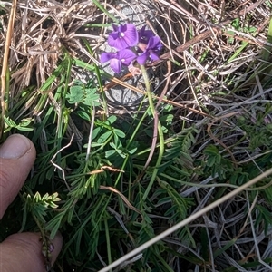 Swainsona monticola at Kambah, ACT - 1 Oct 2024 03:38 PM