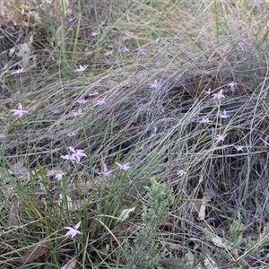 Glossodia major at Acton, ACT - 30 Sep 2024