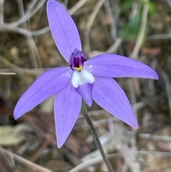 Glossodia major at Acton, ACT - 30 Sep 2024