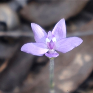 Glossodia major at Acton, ACT - 30 Sep 2024