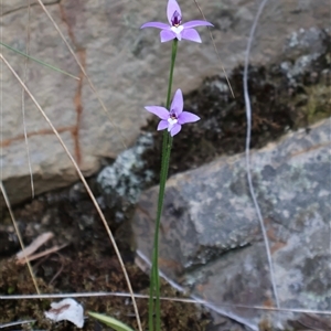 Glossodia major at Acton, ACT - 30 Sep 2024