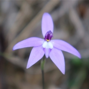 Glossodia major at Acton, ACT - 30 Sep 2024