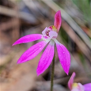 Caladenia carnea at Bungonia, NSW - suppressed