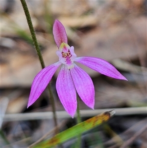 Caladenia carnea at Bungonia, NSW - suppressed