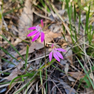 Caladenia carnea at Bungonia, NSW - suppressed