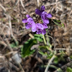 Swainsona monticola at Kambah, ACT - 1 Oct 2024 03:56 PM