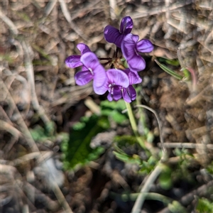 Swainsona monticola at Kambah, ACT - 1 Oct 2024 03:56 PM