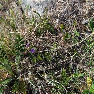 Swainsona monticola at Kambah, ACT - 1 Oct 2024 03:56 PM