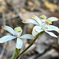 Caladenia ustulata (Brown Caps) at Acton, ACT - 30 Sep 2024 by Clarel