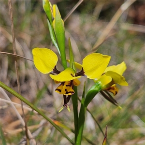 Diuris sulphurea at Bungonia, NSW - 1 Oct 2024