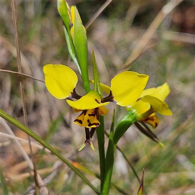 Diuris sulphurea (Tiger Orchid) at Bungonia, NSW - 1 Oct 2024 by MatthewFrawley