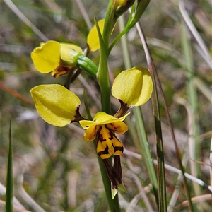 Diuris sulphurea at Bungonia, NSW - 1 Oct 2024